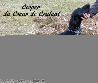 Braque allemand COOPER DU COEUR DE CRULANT